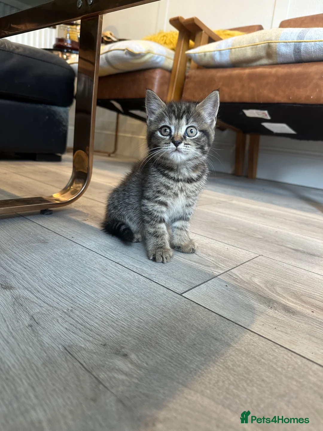 British Shorthair cats for sale: British short hair mix  in Romford - Advert 2