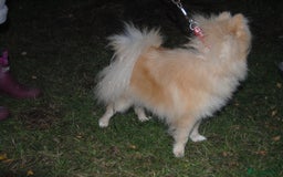 Pomeranian dogs for sale: Beautiful Cream Pomeranian Girl - 1 Year Old - Image 8