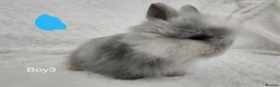 Lionhead rabbits for sale: Double mane lionhead rabbits seal point - Advert 11