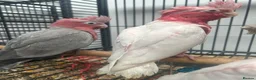 Parrots birds for sale: Hand Reared Cuddly Baby Galah Cockatoos  - Advert 3