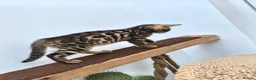 Bengal cats for sale: Bengal boy in Barnsley - Advert 5