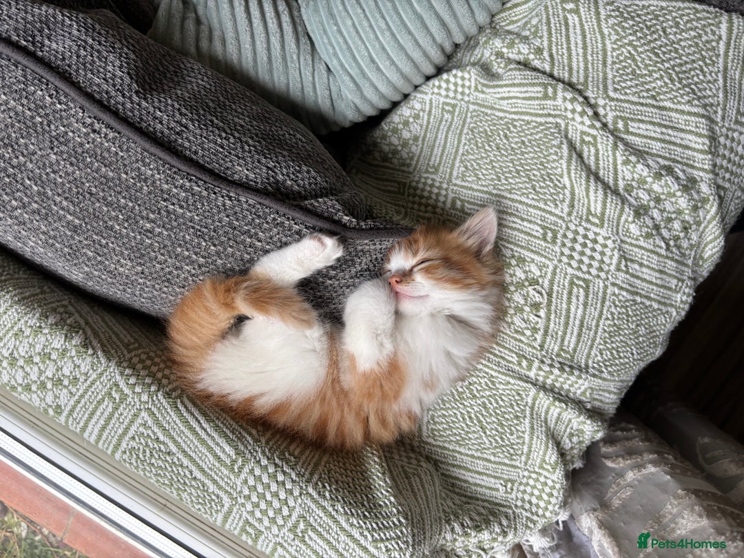 Domestic Shorthair cats for sale: Beautiful kittens  - Image 2