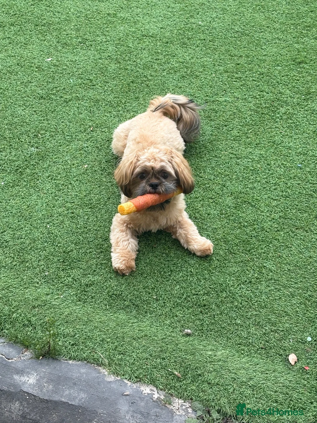Shih Tzu dogs for sale: 10 month old puppy  in Prenton - Advert 1