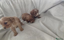Cavapoo dogs for sale: Cavapoos - Image 2