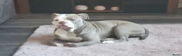 Olde English Bulldogge dogs for sale: Olde english bulldog - Advert 3