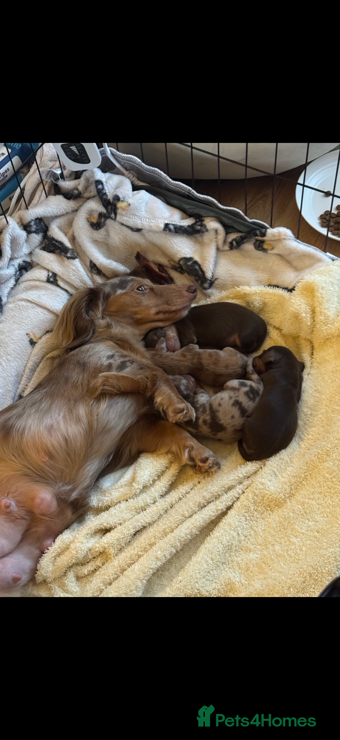 Miniature Dachshund dogs Miniature longhaired dachshund puppies  - Advert 17