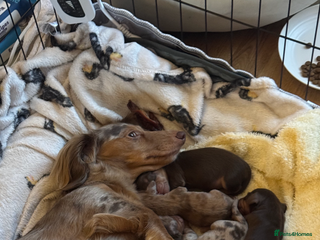 Miniature Dachshund dogs Miniature longhaired dachshund puppies - Advert 17