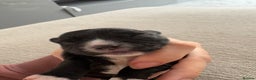 Chihuahua dogs for sale: Black and White Chihuahua  - Advert 4