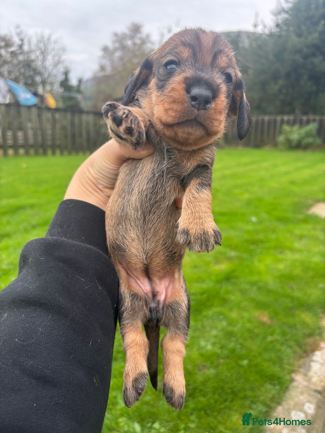 Dachshund dogs for sale: WHD - Wirehaired Dachshund (Teckle) Pups - Image 8
