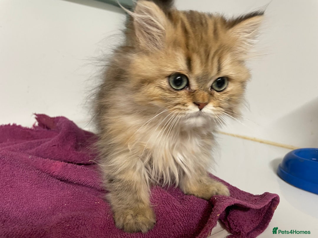 Persian cats for sale: Persian Chinchilla Girl for sale (REGISTERED) - Image 2
