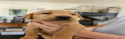 Labrador Retriever dogs for sale: KC Registered Pedigree Labrador Pups  - Advert 8