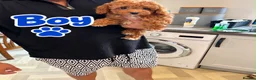 Maltipoo dogs for sale: 🌟🐻 Our five-star Asian Maltipoo teddy bears  - Advert 7