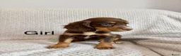 Cocker Spaniel dogs for sale: Cocker Spaniel Puppies Ready Now - Advert 4