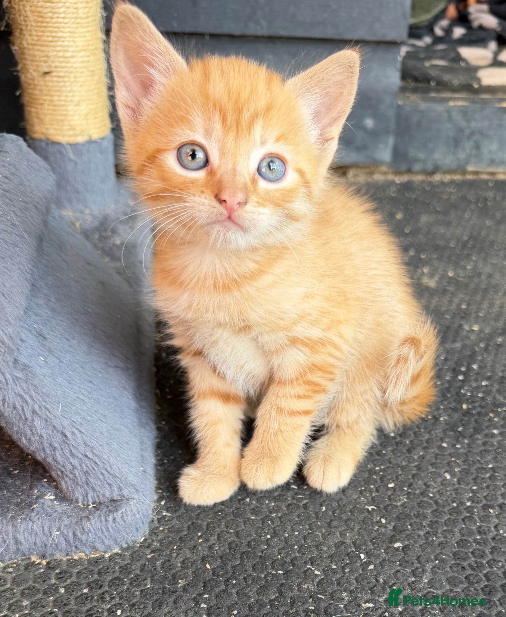 Domestic Shorthair cats Kittens for sale - Advert 13