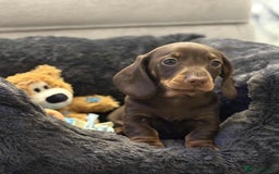 Miniature Dachshund dogs for sale: Miniature smooth haired Dachshund puppies  - Image 8