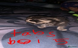 British Longhair cats for sale: Kittens for sale  - Image 11