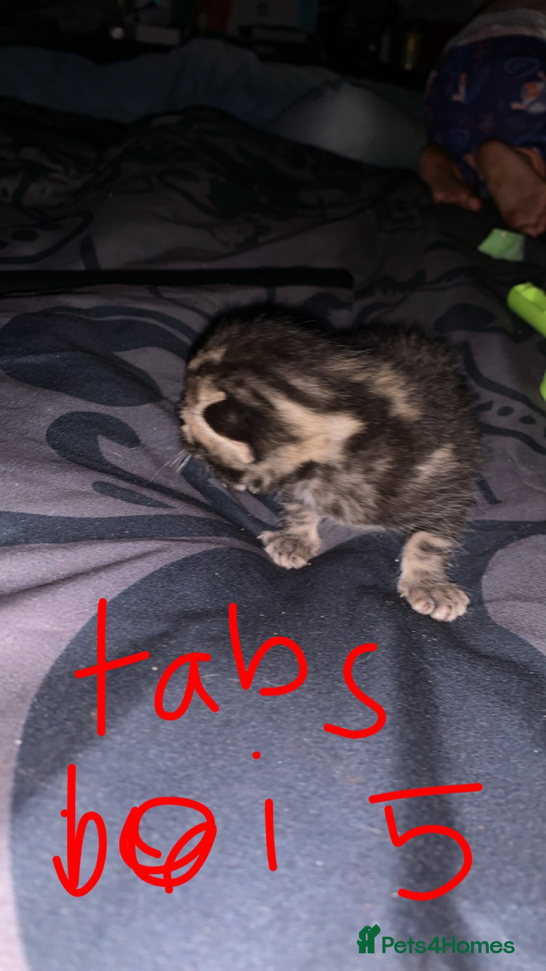 British Longhair cats for sale: Kittens for sale  - Image 11