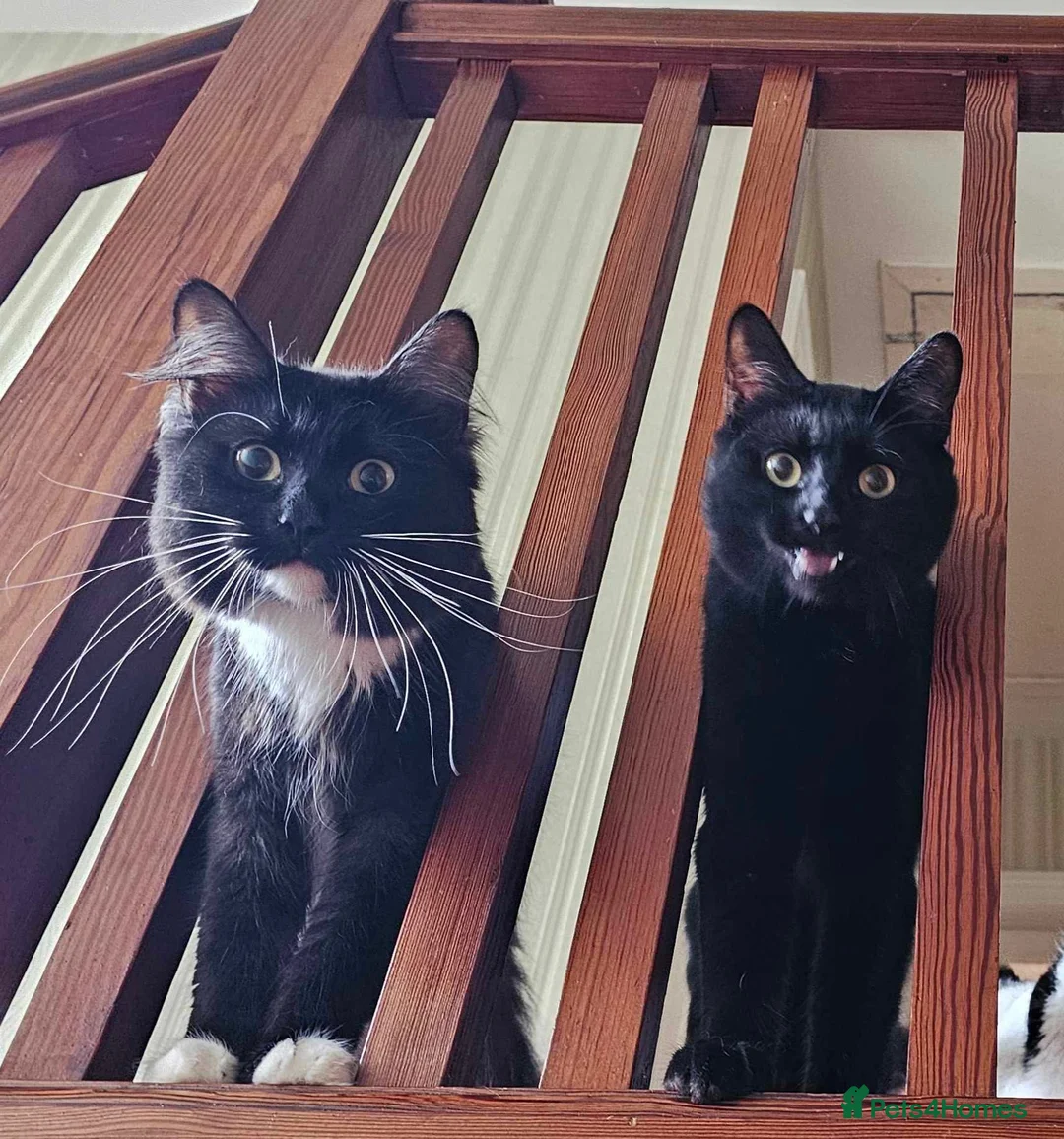 Mixed Breed cats for sale: 3 beautiful male cats - Advert 2