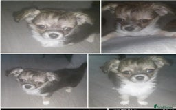 Chihuahua dogs for stud: Proven Lilac KC registered chihuahua for stud  in Liverpool - Image 22