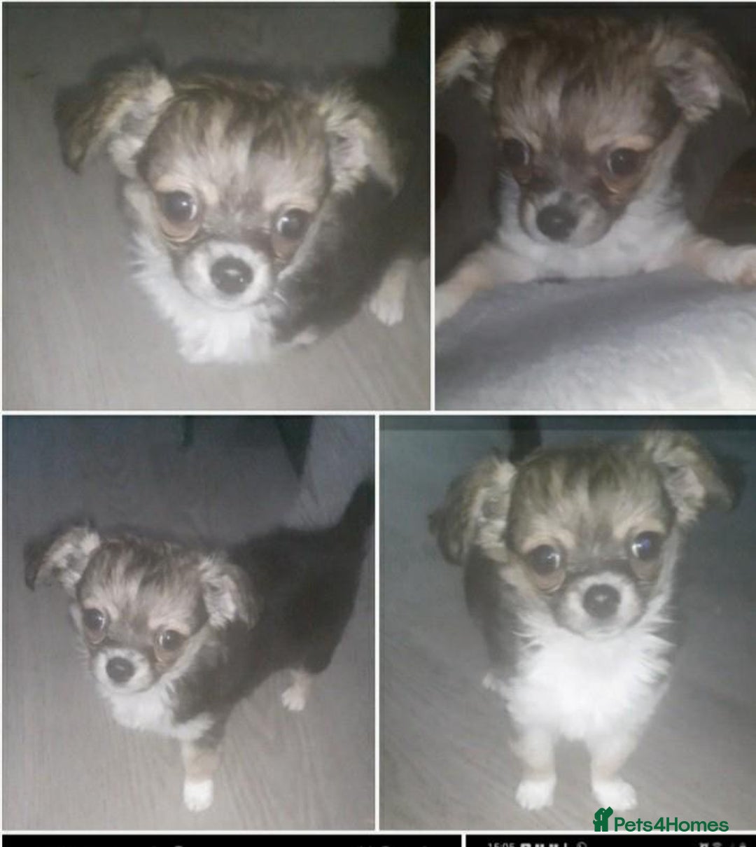 Chihuahua dogs for stud: Proven Lilac KC registered chihuahua for stud  in Liverpool - Image 22
