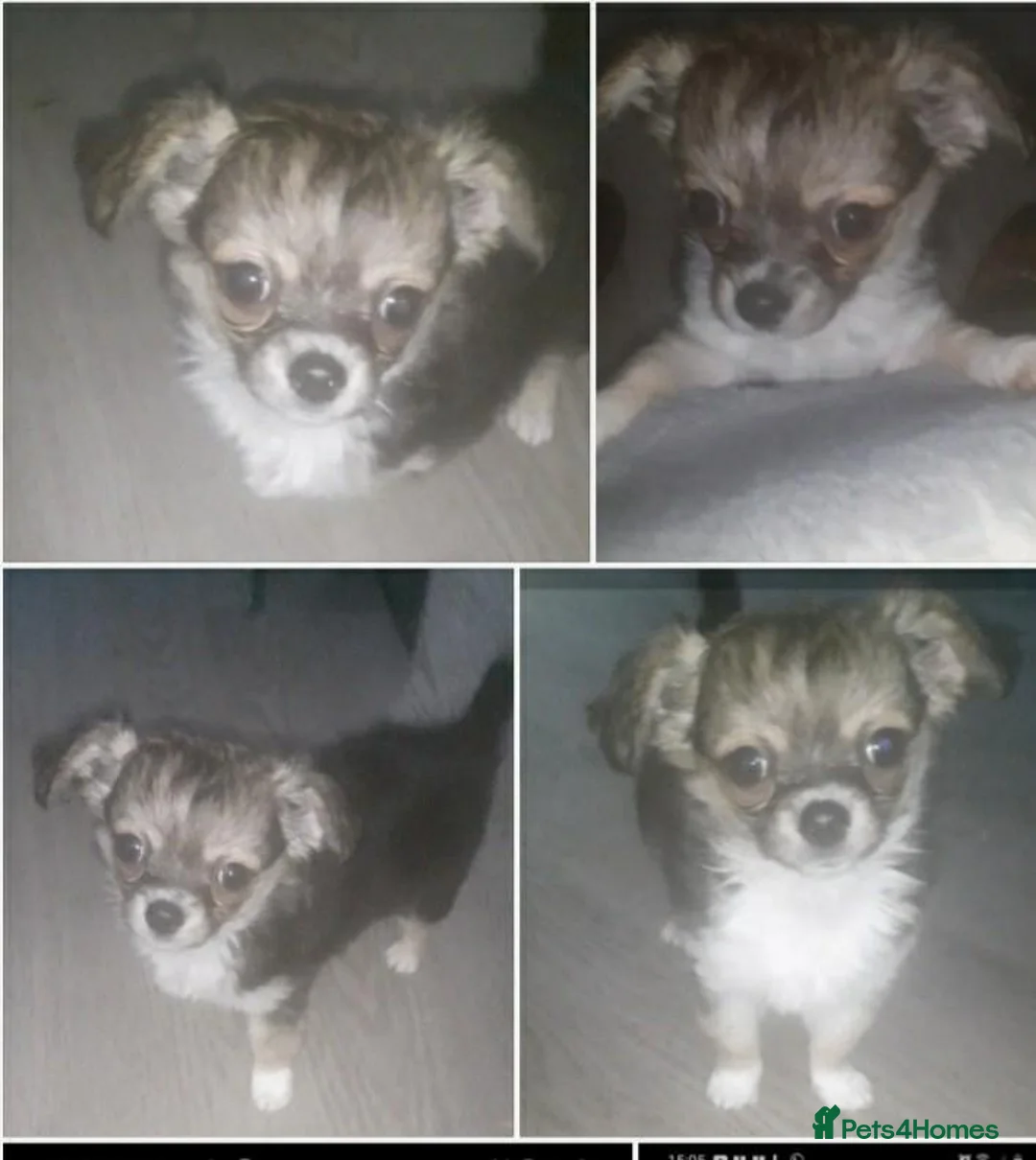 Chihuahua dogs for stud: Proven Lilac KC registered chihuahua for stud  in Liverpool - Advert 23