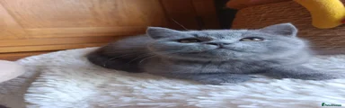 British Shorthair Kitten 4