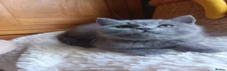 British Shorthair cats for sale: Blue British shorthairs kittens with GCCFpedigree in Taunton - Advert 22
