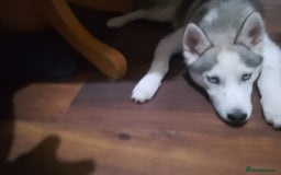 Siberian Husky dogs for sale: ONLY 2 PUPPIES LEFT!!! - Image 13