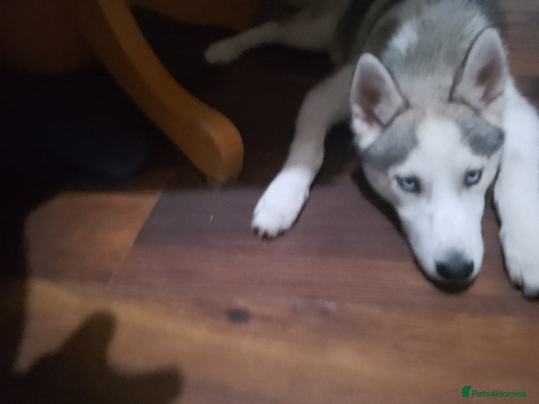 Siberian Husky dogs for sale: ONLY 2 PUPPIES LEFT!!! - Image 13