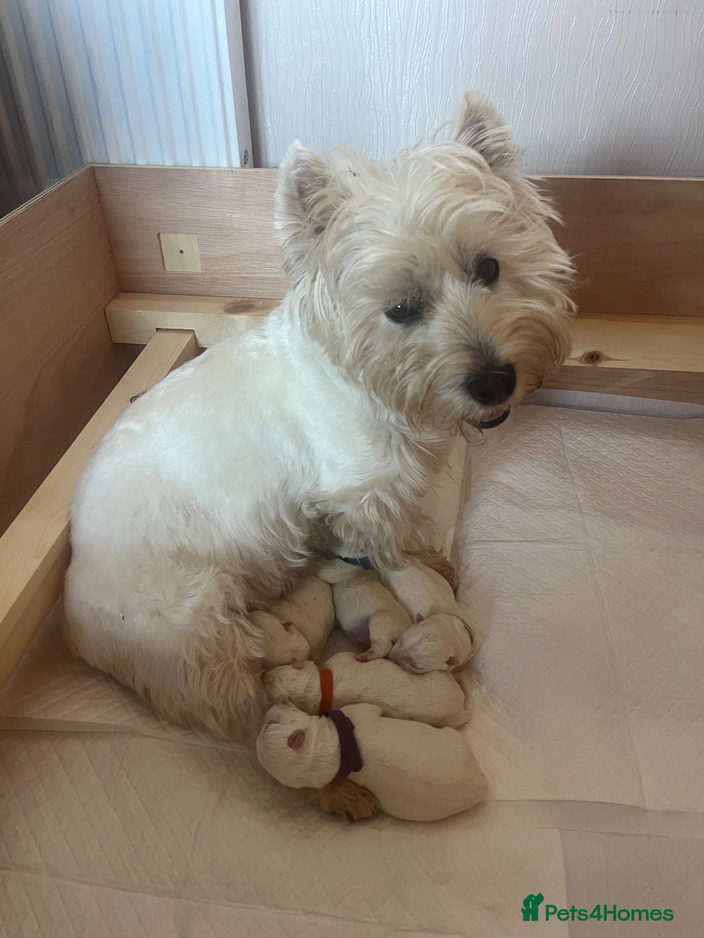West Highland Terrier dogs West Highland White Terrier  - Advert 1
