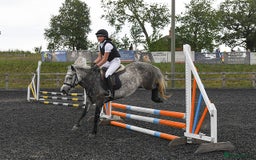 Dartmoor horses for sale: Winter Merry legs - perfect pony club pony - Image 1