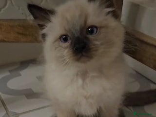 Ragdoll cats Ragdoll Kittens ready to leave us on 15th Dec - Advert 17