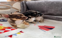 Chihuahua dogs for sale: 3 beautiful chihuahuas - Image 16