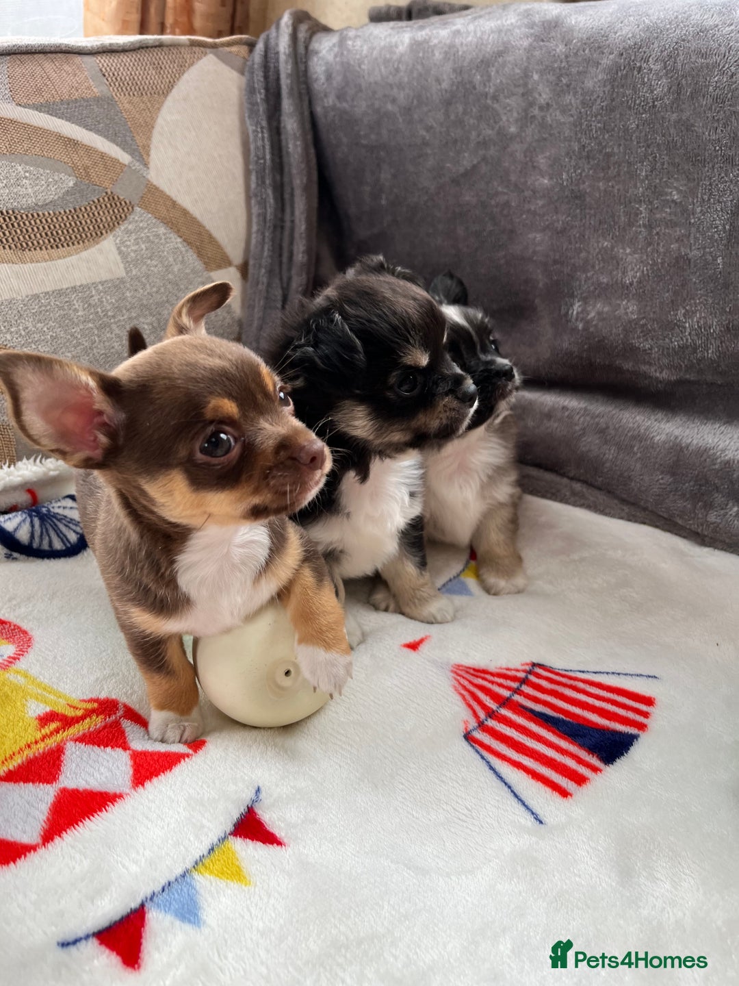 Chihuahua dogs for sale: 3 beautiful chihuahuas - Image 16