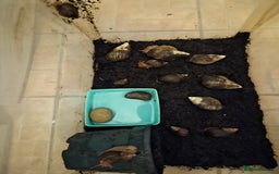 Snails invertebrates for sale: Giant African Land Snails  - Image 8