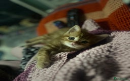 Domestic Shorthair cats for sale: Tabby kittens - Image 7