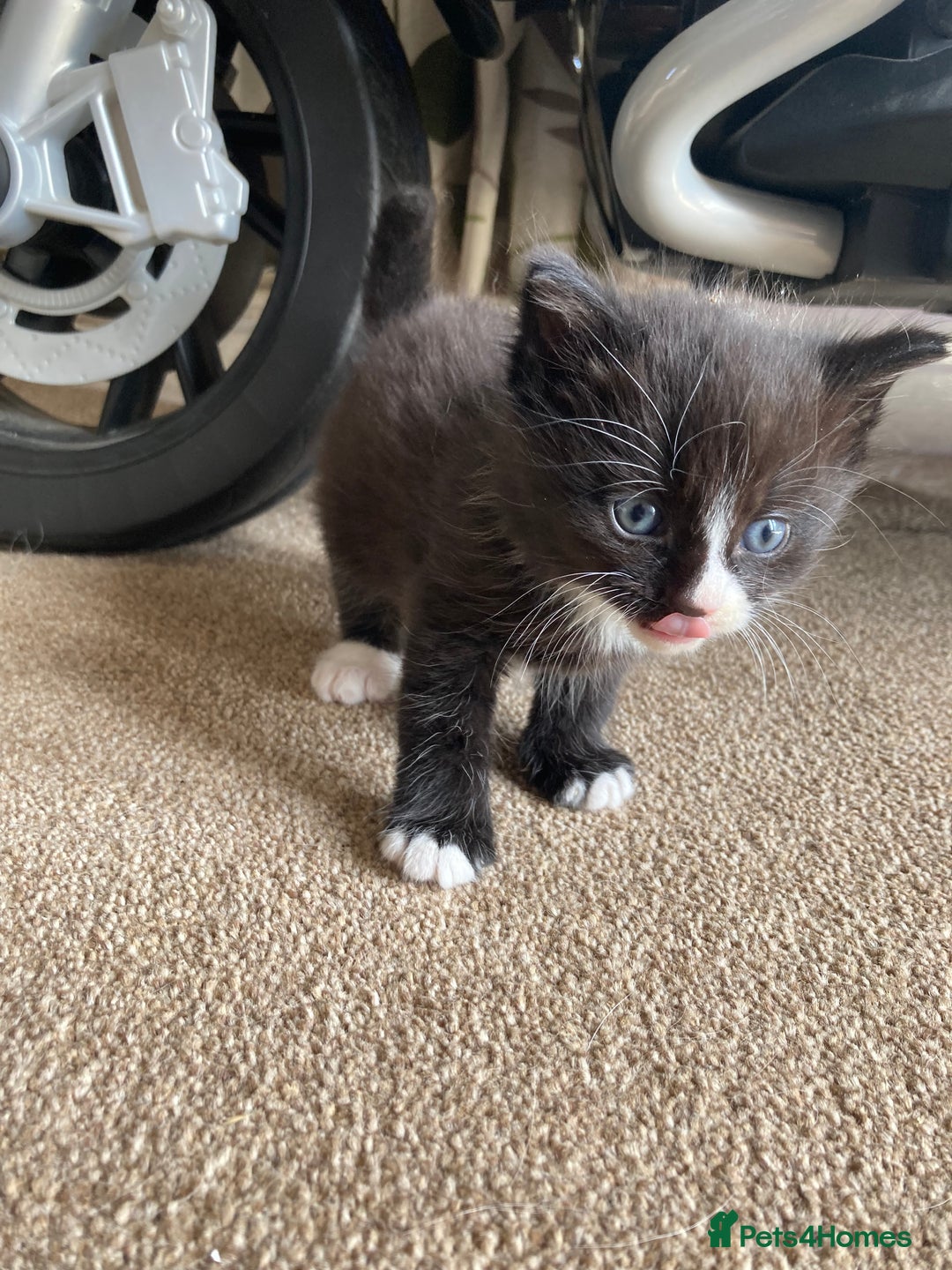 Maine Coon cats for sale: Maine coon x  - Image 14