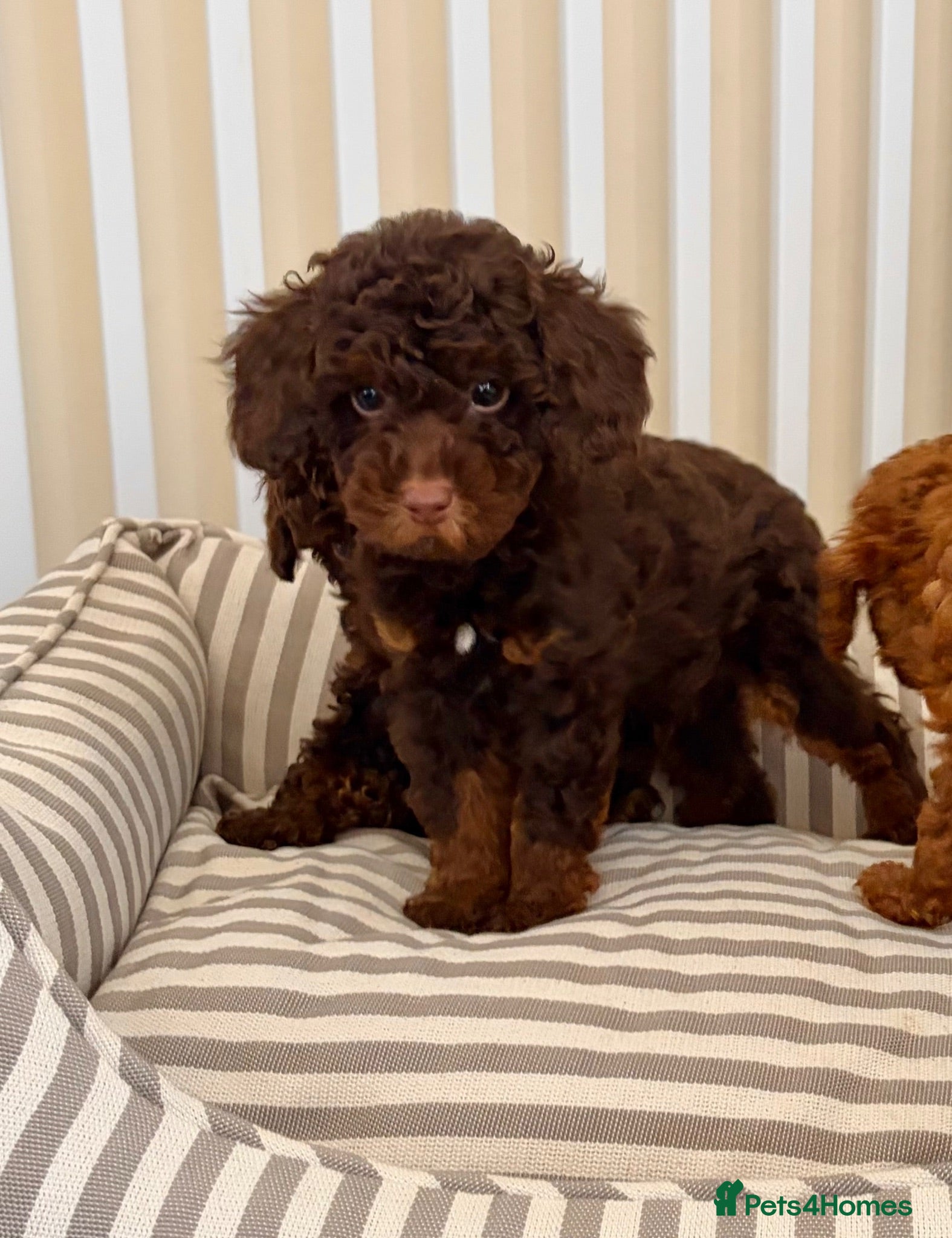 Toy Poodle dogs Health tested DNA/BVA Toy poodle puppies  - Advert 1