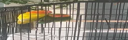 Lovebirds birds for sale: * Male & Female Lovebirds + Full Setup in Bradford - Advert 6