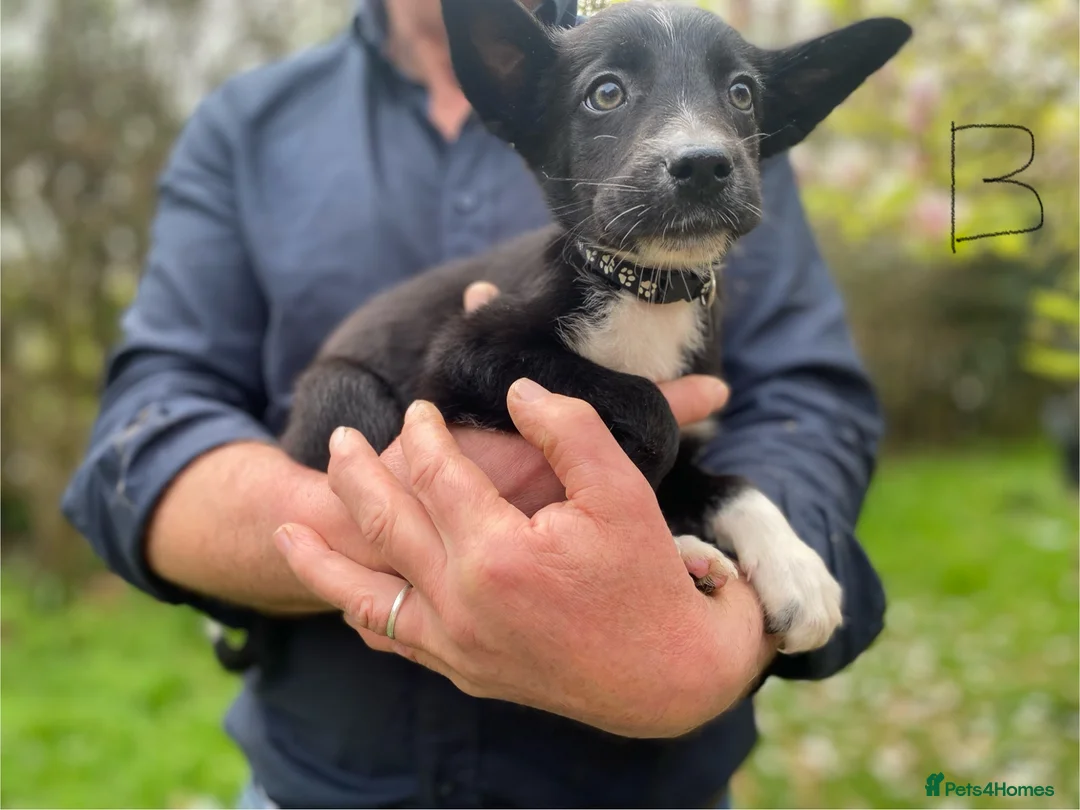 Border Collie dogs for sale: Border collie puppies  - Advert 14