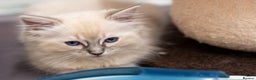 Ragdoll cats for sale: 🏅Last 2 GCCF Ragdoll kittens Ready now - Advert 14