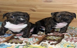 Staffordshire Bull Terrier dogs for sale: Female Staffordshire Bull Terrier Pups - Image 2
