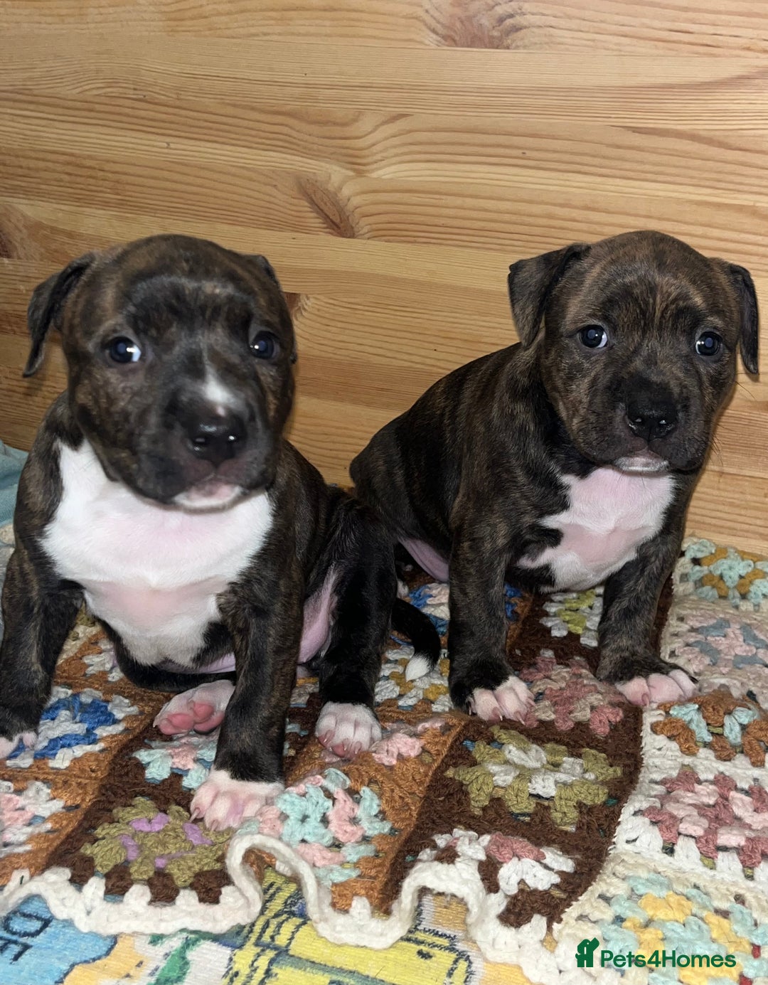 Staffordshire Bull Terrier dogs for sale: Female Staffordshire Bull Terrier Pups - Image 2