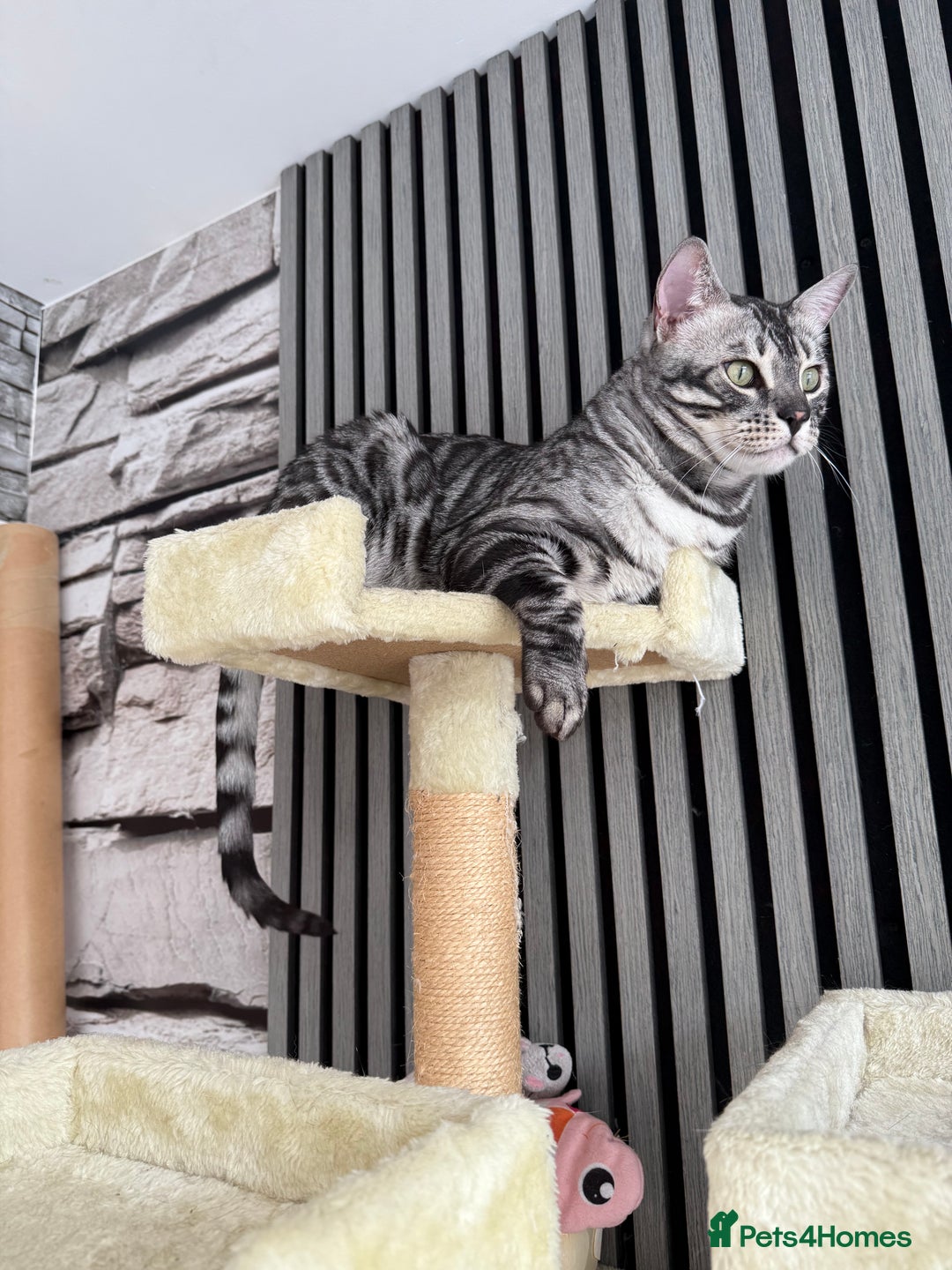 Bengal cats for sale: TICA Registered Silver Bengal Pair - Image 11