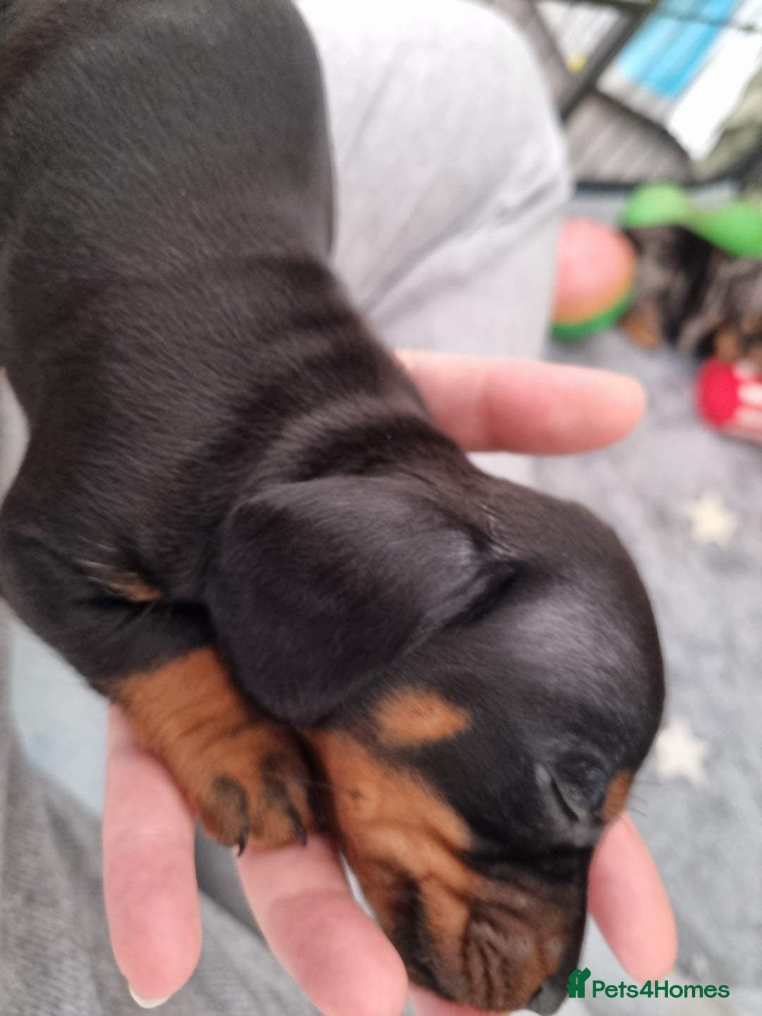 Dachshund dogs for sale: Miniature Dachshund  - Image 6