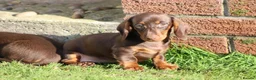 Dachshund dogs for sale: MINIATURE DACHSHUND PUPPIES FOR SALE - Advert 37