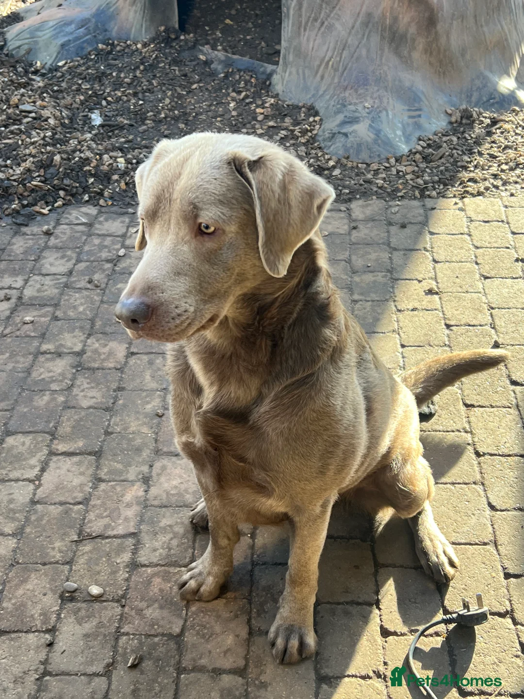 Labrador Retriever dogs for stud: Silver Labrador Stud  in Peterborough - Advert 3