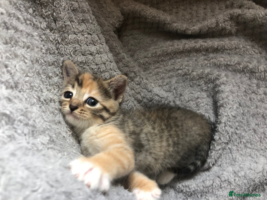 Mixed Breed cats for sale: Gorgeous Tabby kittens 7 weeks old  - Image 18
