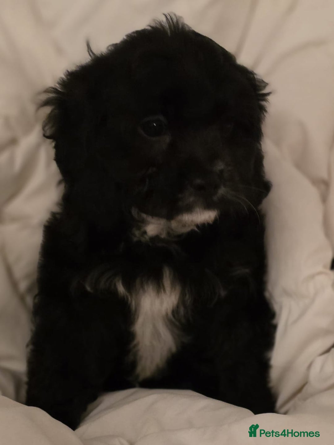 Cavapoo dogs for sale: TOY CAVAPOO BOY - Advert 2