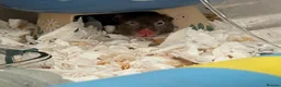 Hamster rodents for sale: Friendly ,Tamed,Syrian Hamster with cage  - Advert 6